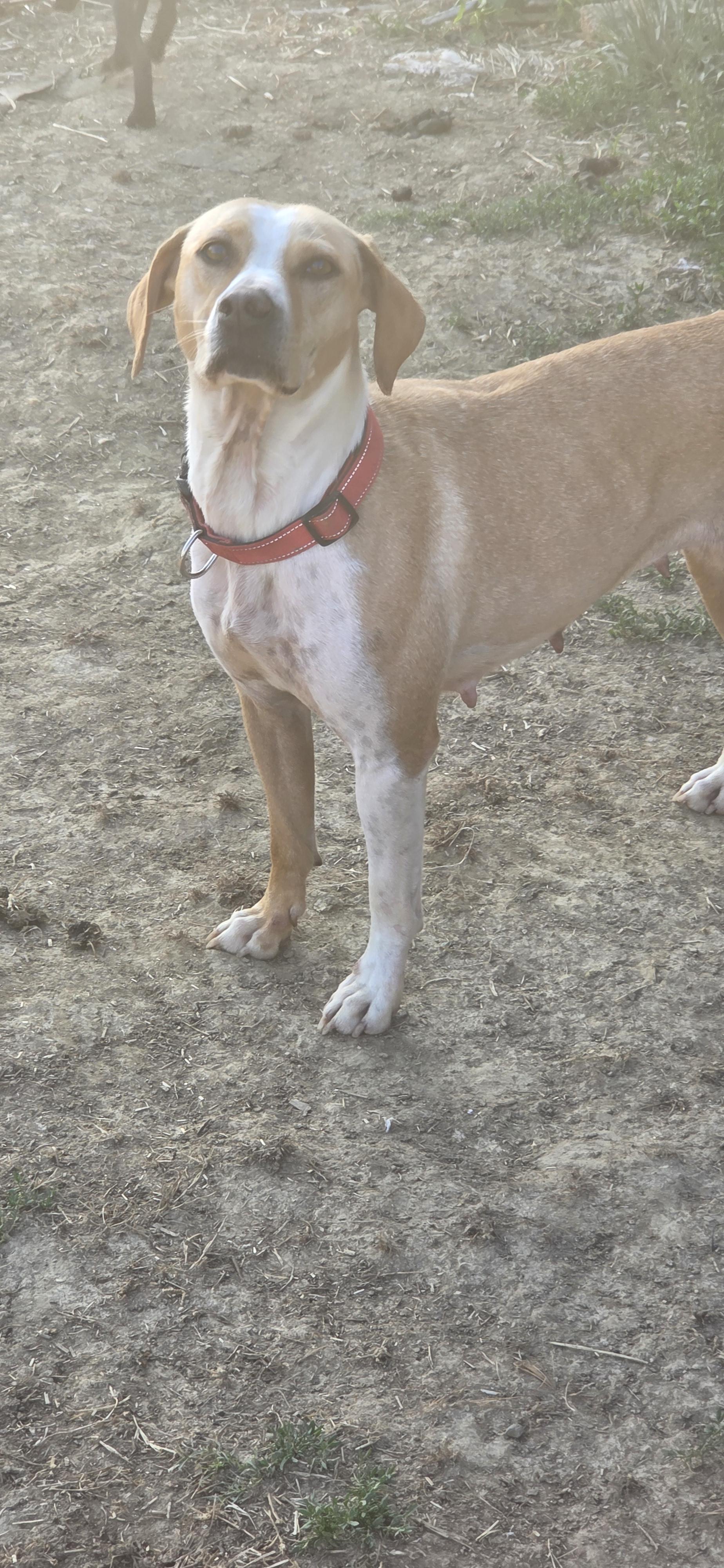 Enlarge Friday, an adoptable mixed breed in Evansville, IN image 1/2