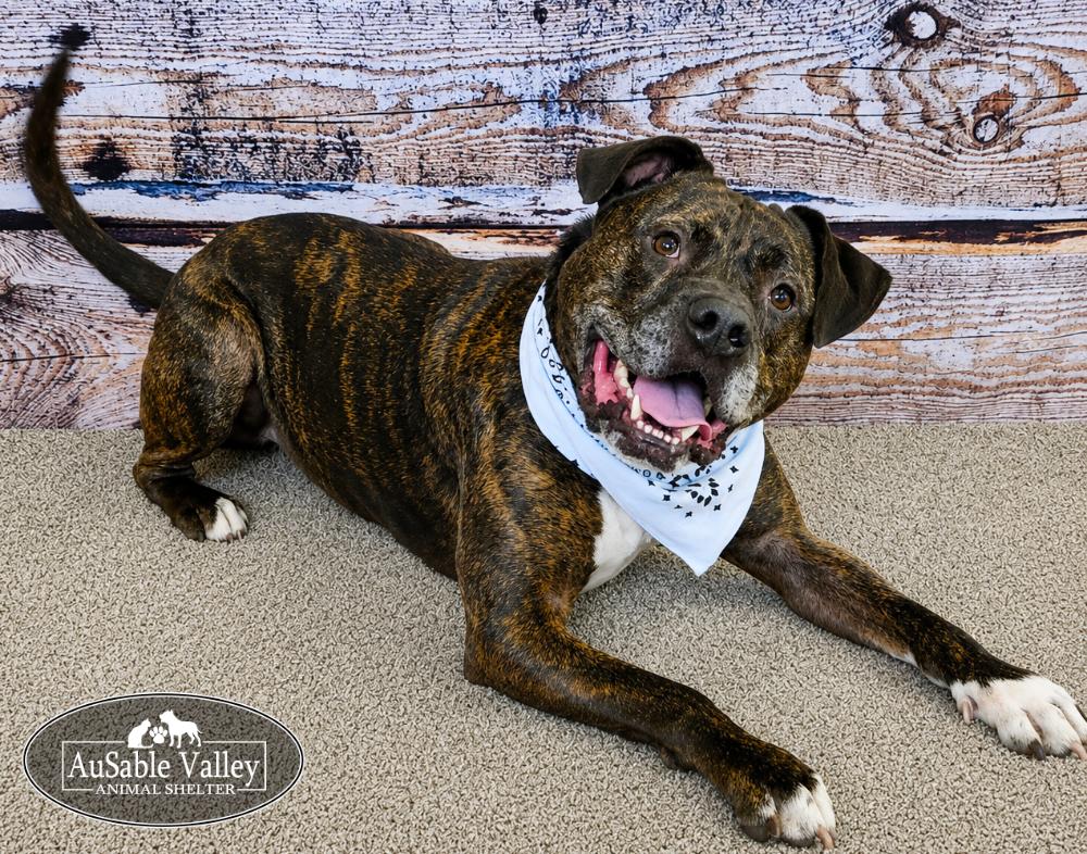 Meatball, a ADOPTABLE Mixed Breed in Grayling, MI image 3/6