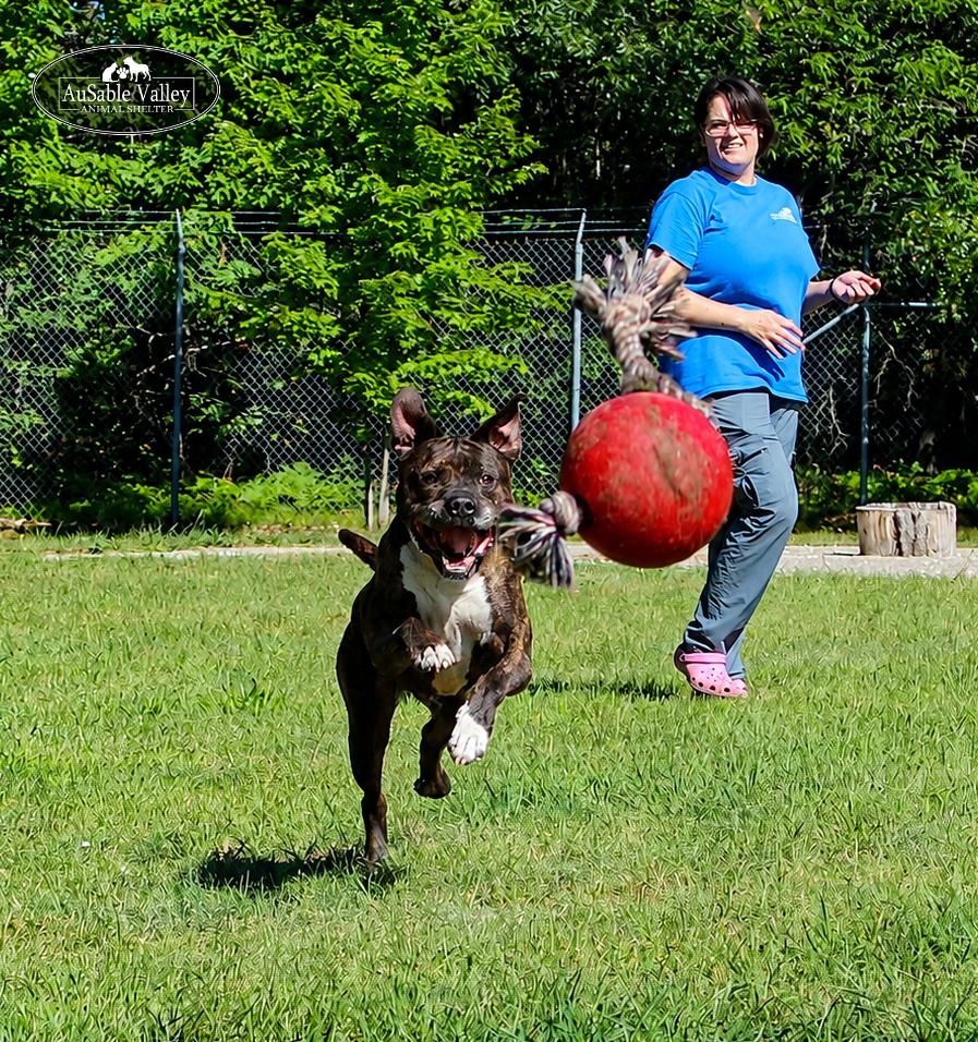 Meatball, a ADOPTABLE Mixed Breed in Grayling, MI image 5/6