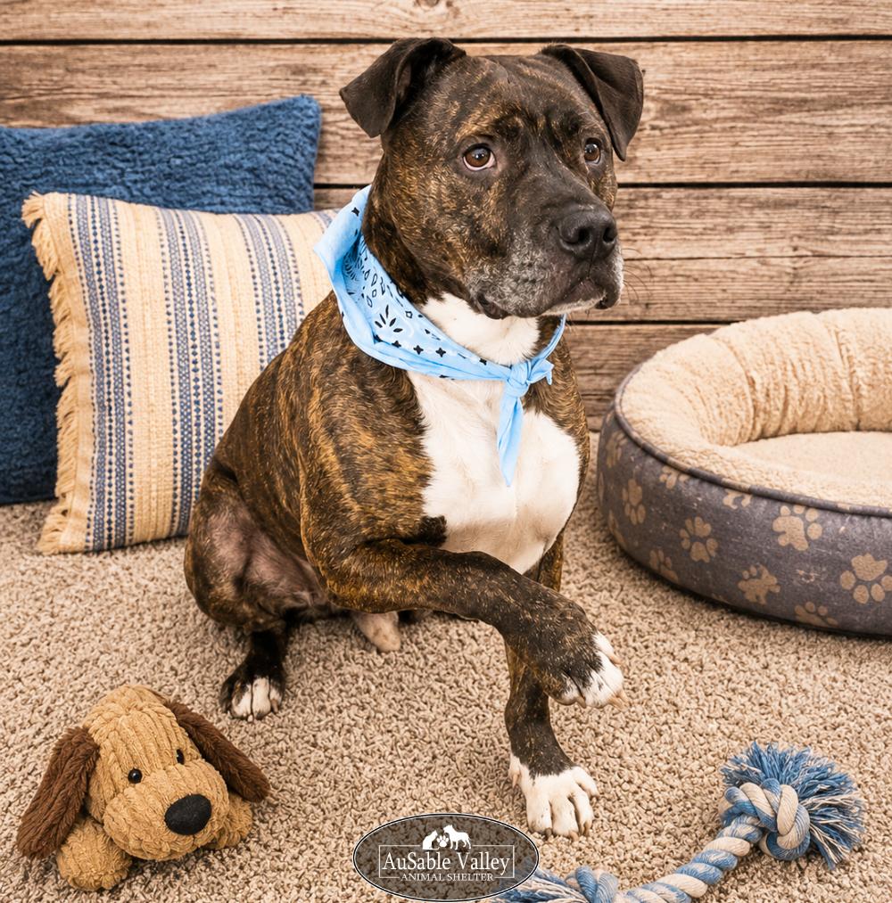 Meatball, ADOPTABLE, Senior Male Mixed Breed.