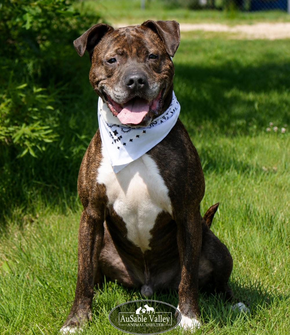 Meatball, a ADOPTABLE Mixed Breed in Grayling, MI image 2/6