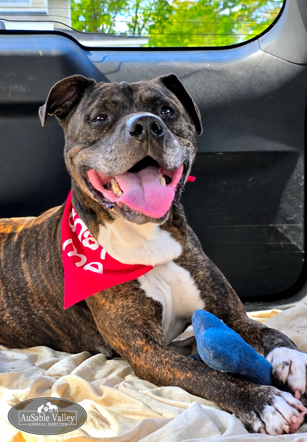 Enlarge Meatball, a Adoptable Mixed Breed in Grayling, MI image 4/6