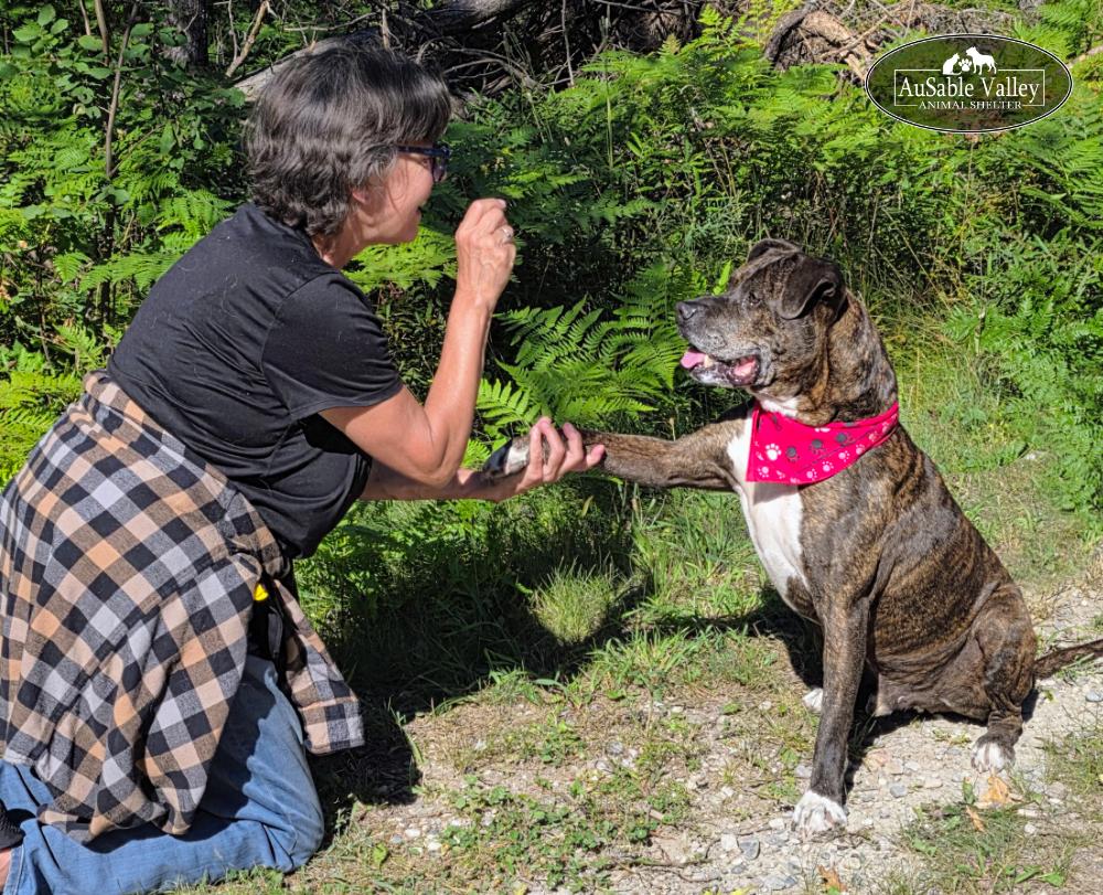 Meatball, a ADOPTABLE Mixed Breed in Grayling, MI image 3/6