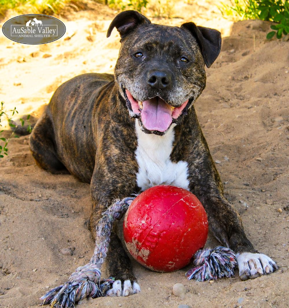 Meatball, a ADOPTABLE Mixed Breed in Grayling, MI image 4/6
