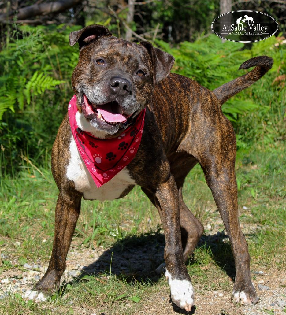 Meatball, ADOPTABLE, Senior Male Mixed Breed.