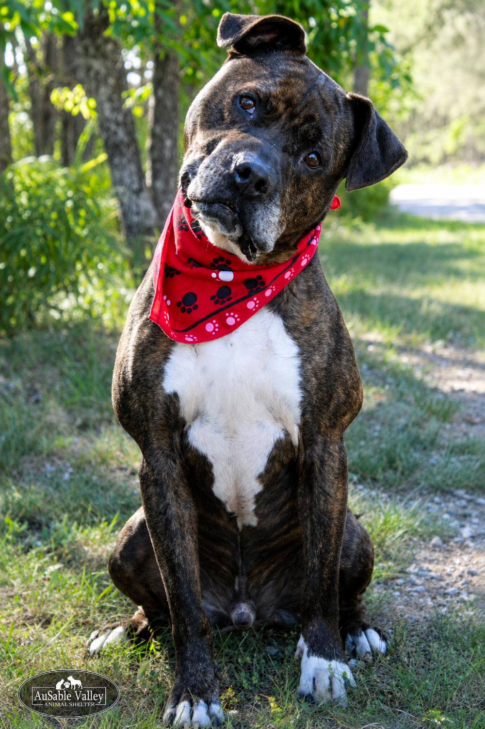 Meatball, a ADOPTABLE Mixed Breed in Grayling, MI image 2/6