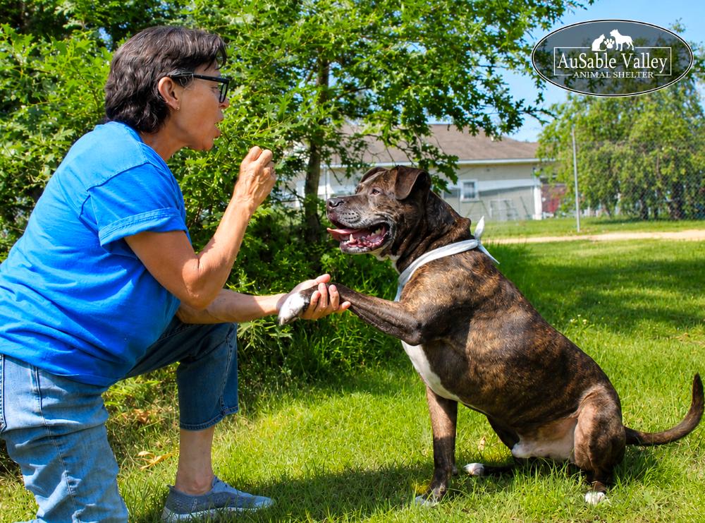 Meatball, a ADOPTABLE Mixed Breed in Grayling, MI image 5/6