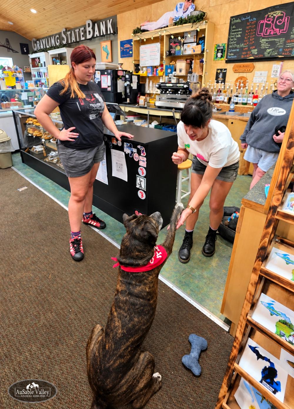 Enlarge Meatball, a Adoptable Mixed Breed in Grayling, MI image 5/6