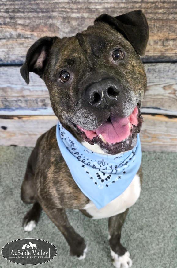 Meatball, a ADOPTABLE Mixed Breed in Grayling, MI image 4/6