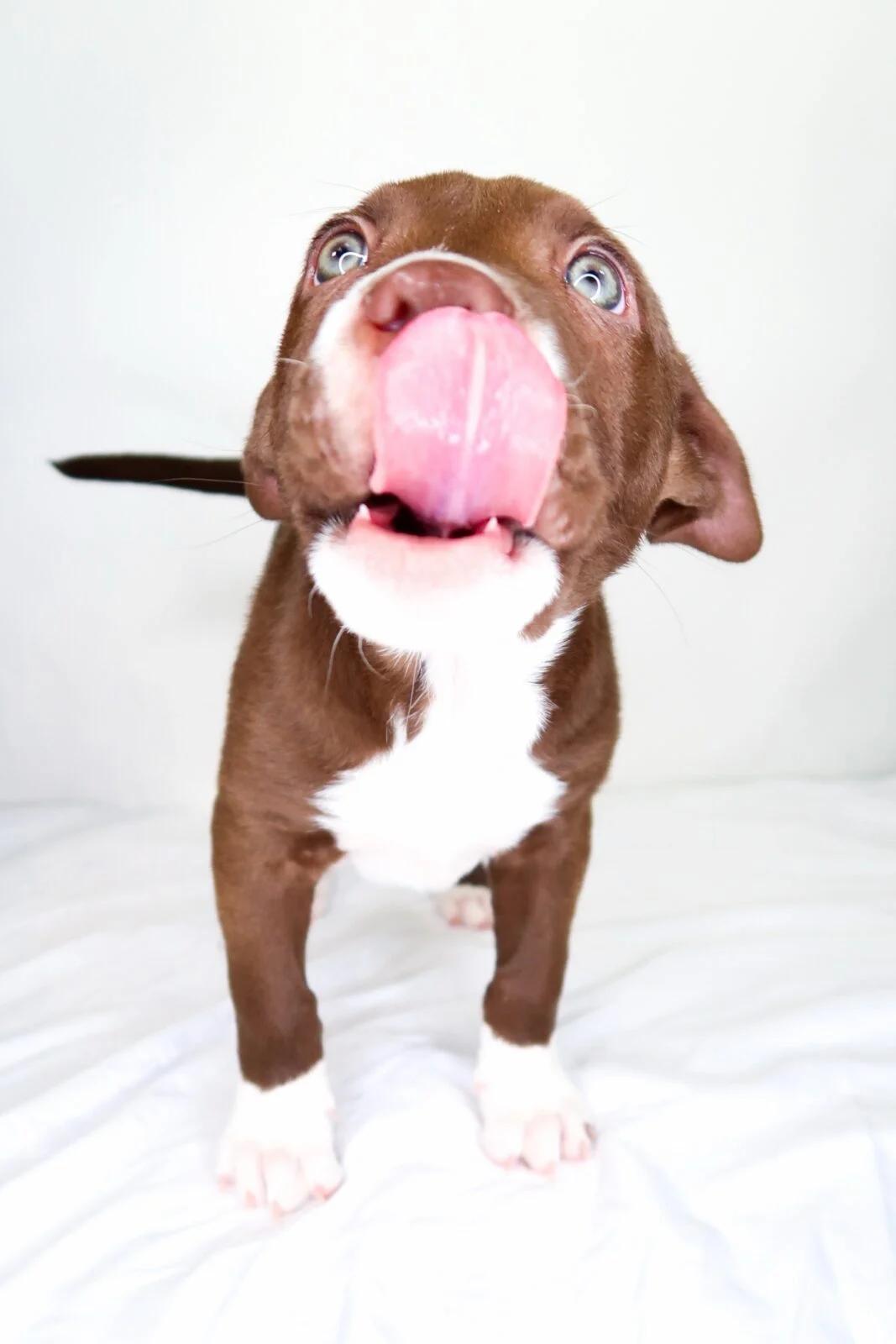 Enlarge Crumb, a Adoptable mixed breed in Bixby, OK image 2/4