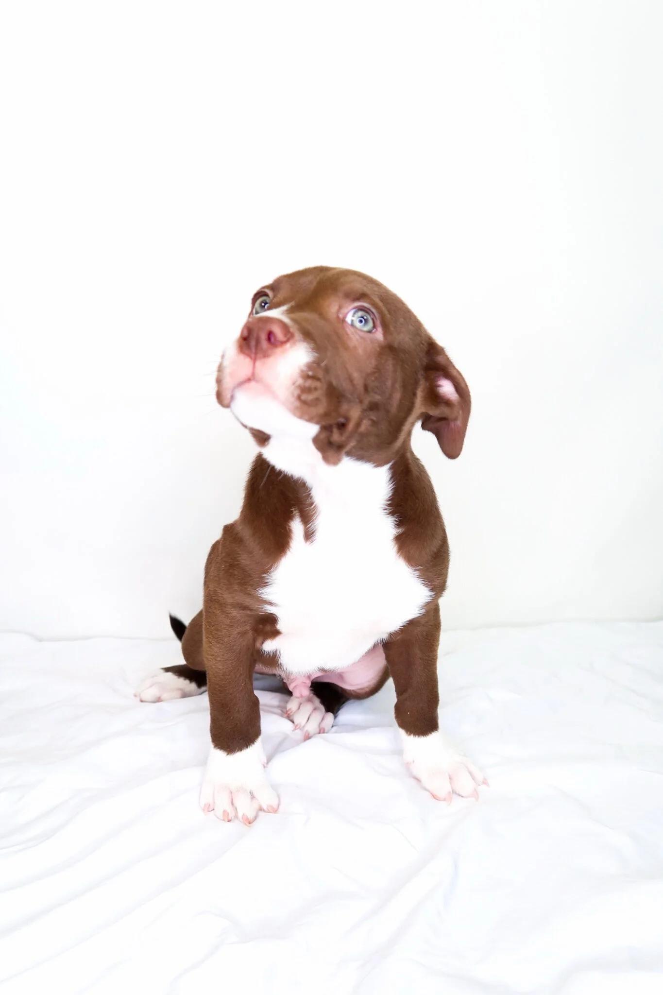Crumb, Adoptable, Puppy Male Labrador Retriever & Pit Bull Terrier.