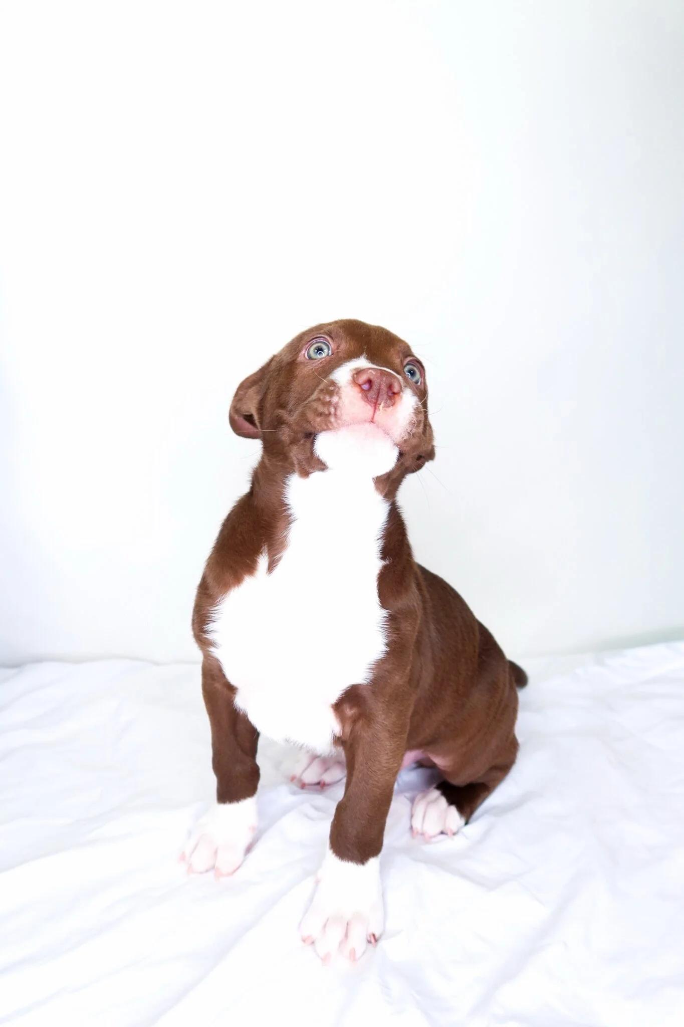 Enlarge Crumb, a Adoptable mixed breed in Bixby, OK image 3/4