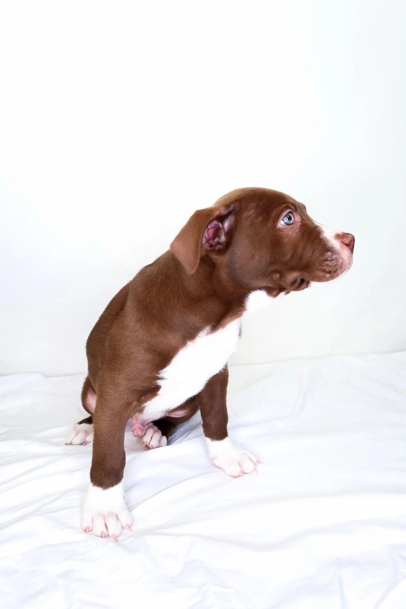 Enlarge Crumb, a Adoptable mixed breed in Bixby, OK image 4/4