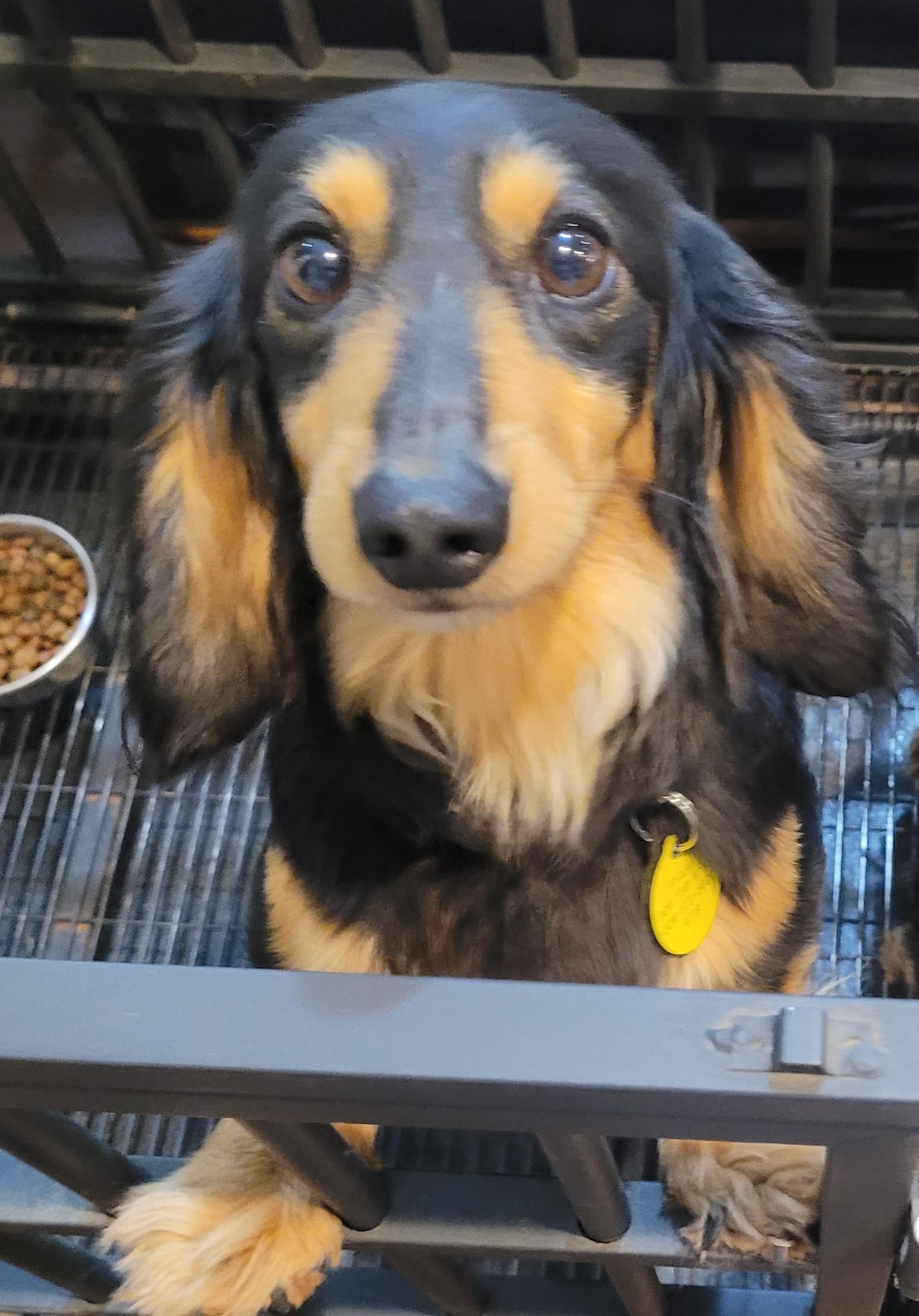 Whistling Willie, adopted, Adult Male Dachshund (Miniature Long Haired).