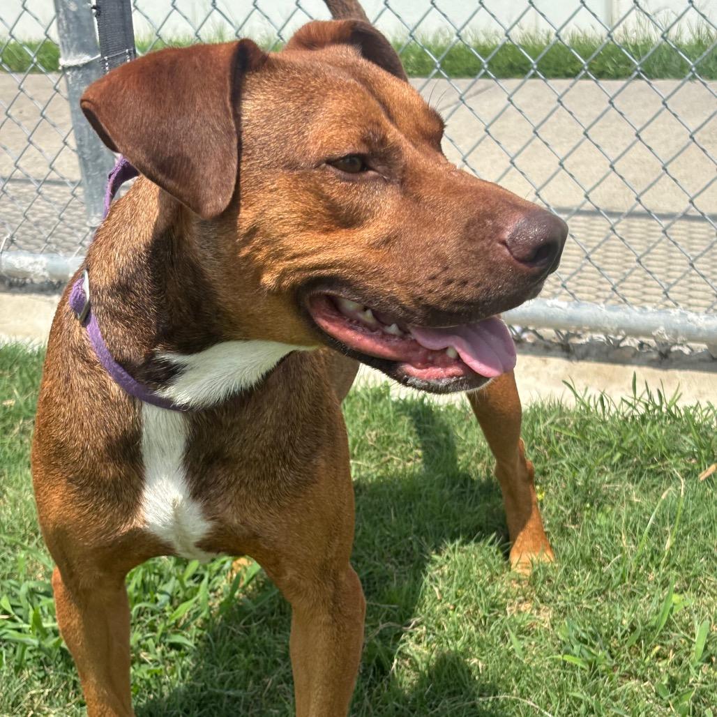 Cream Cheese, Adoptable, Adult Male Pit Bull Terrier & Mixed Breed.