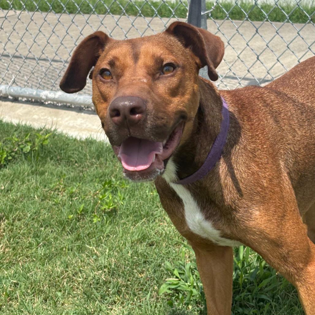 Enlarge Cream Cheese, a Adoptable mixed breed in League City, TX image 2/6