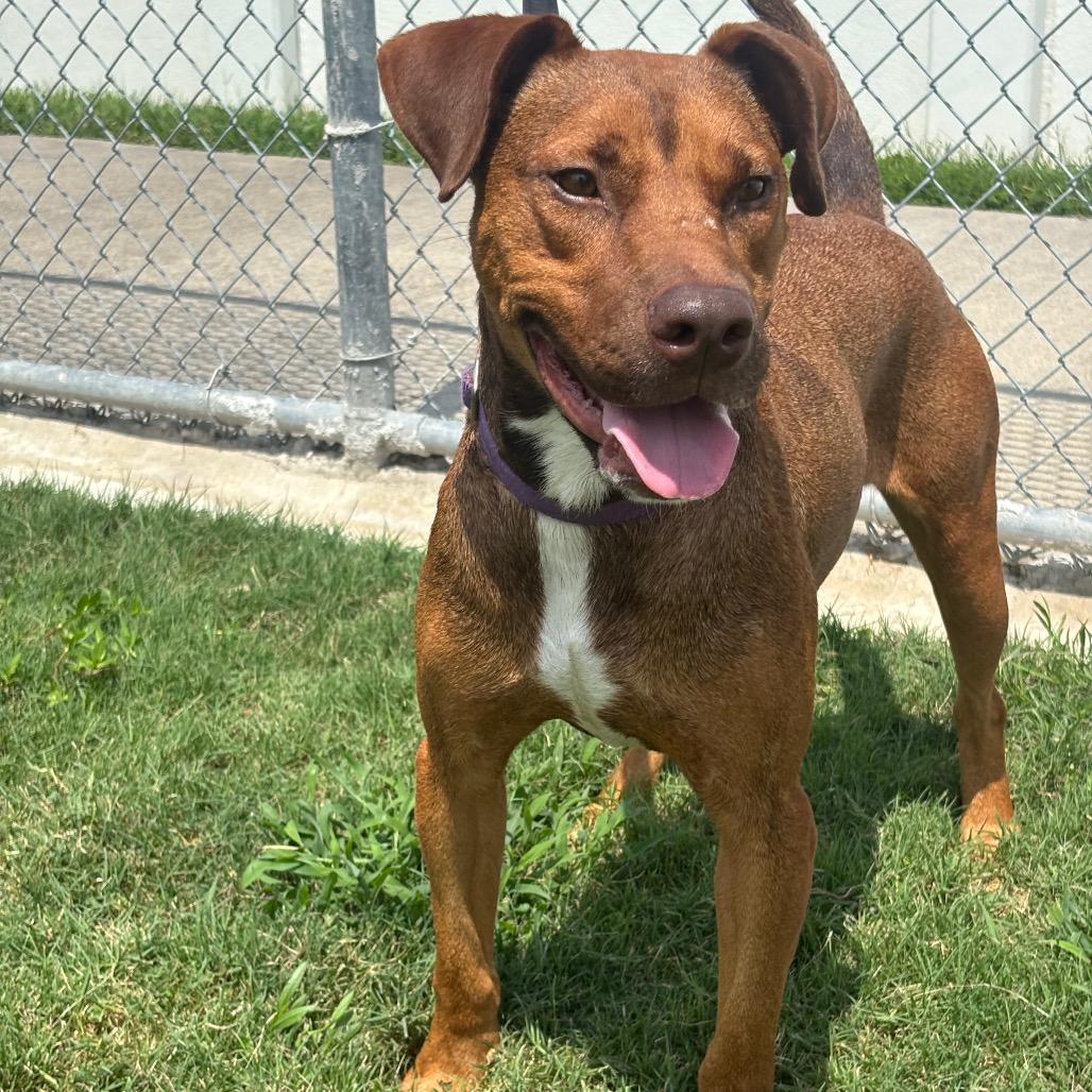 Enlarge Cream Cheese, a Adoptable mixed breed in League City, TX image 3/6