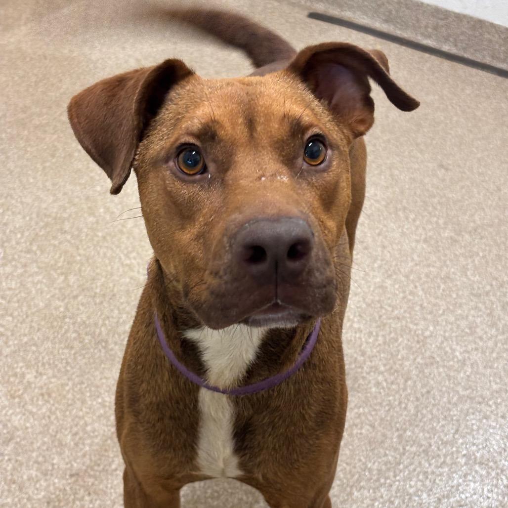 Enlarge Cream Cheese, a Adoptable mixed breed in League City, TX image 5/6