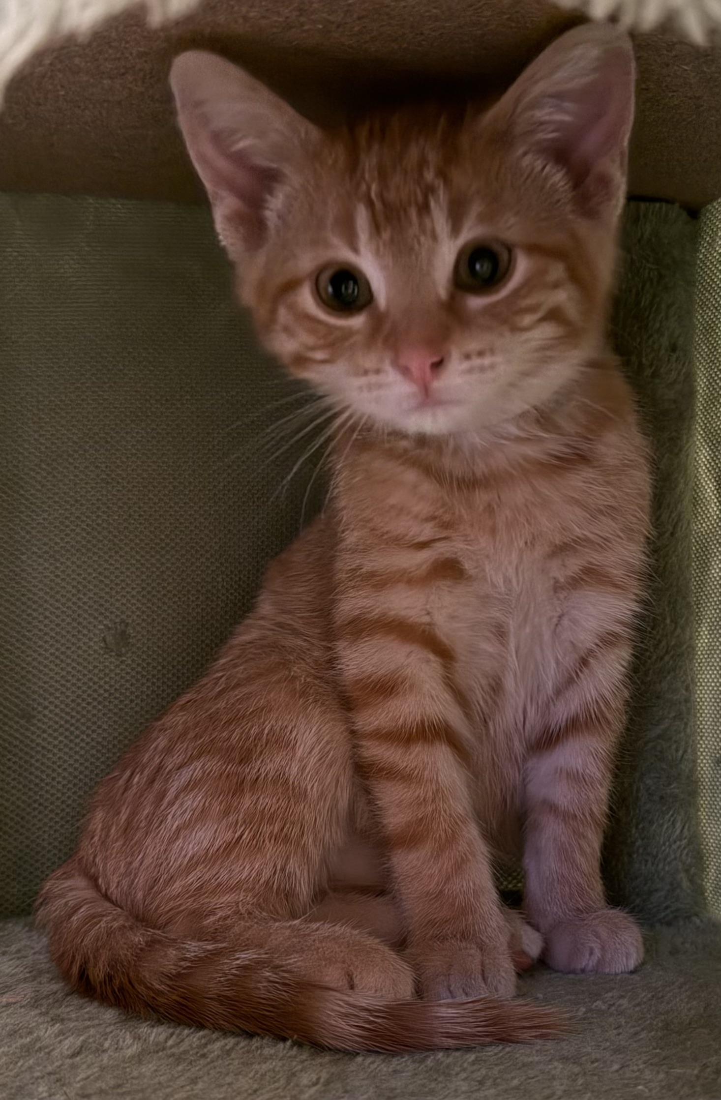 Dagwood, ADOPTABLE, Young Male Domestic Short Hair.