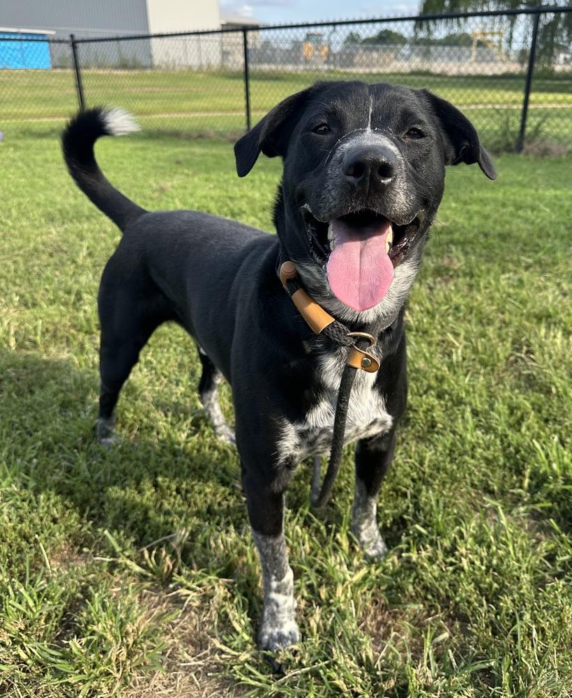 Clack, Adoptable, Adult Male Pit Bull Terrier.