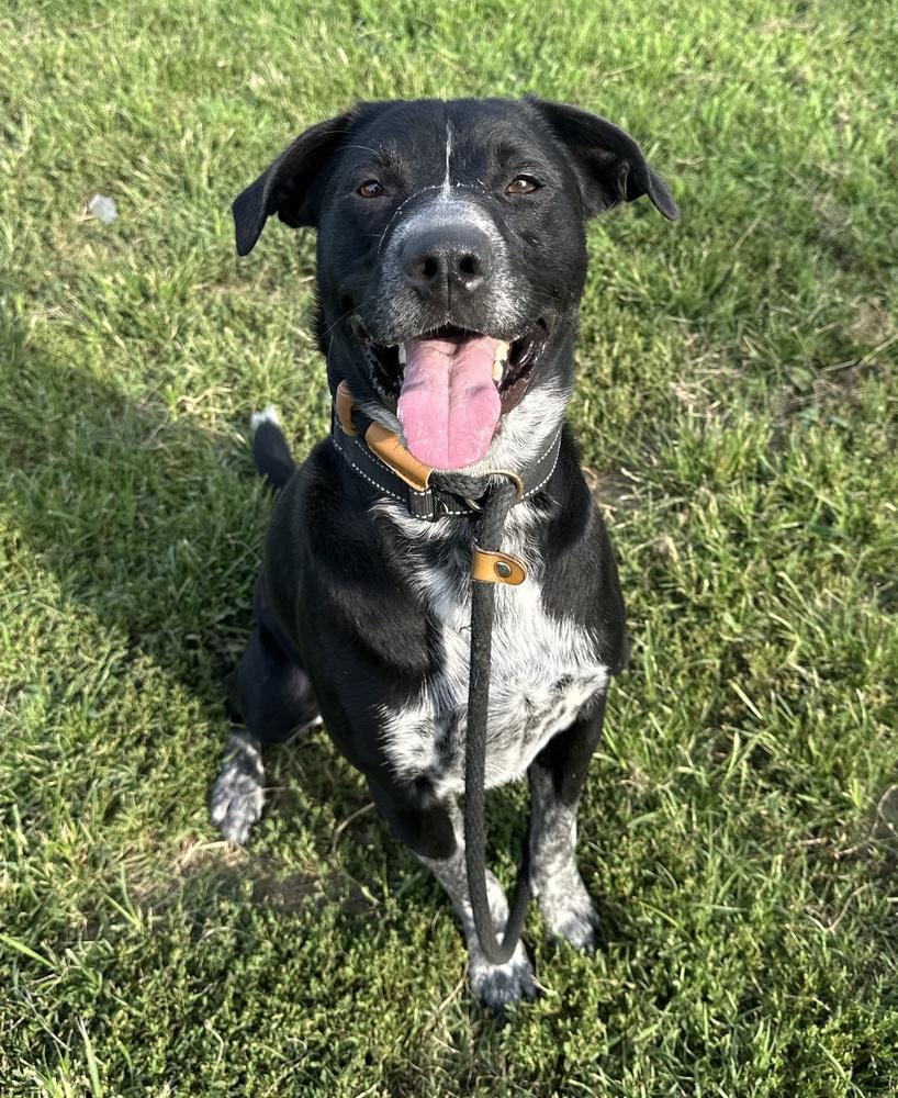 Clack, a Adoptable mixed breed in Evansville, IN image 2/6