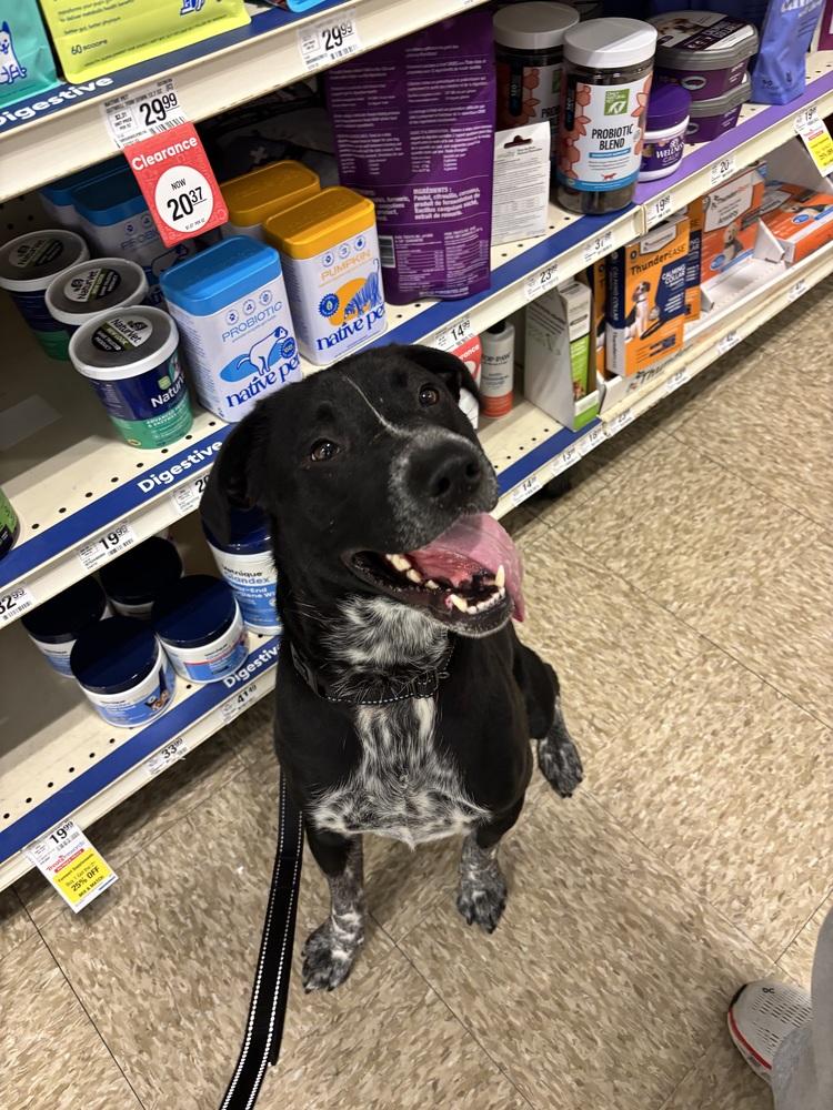 Clack, a Adoptable mixed breed in Evansville, IN image 3/6