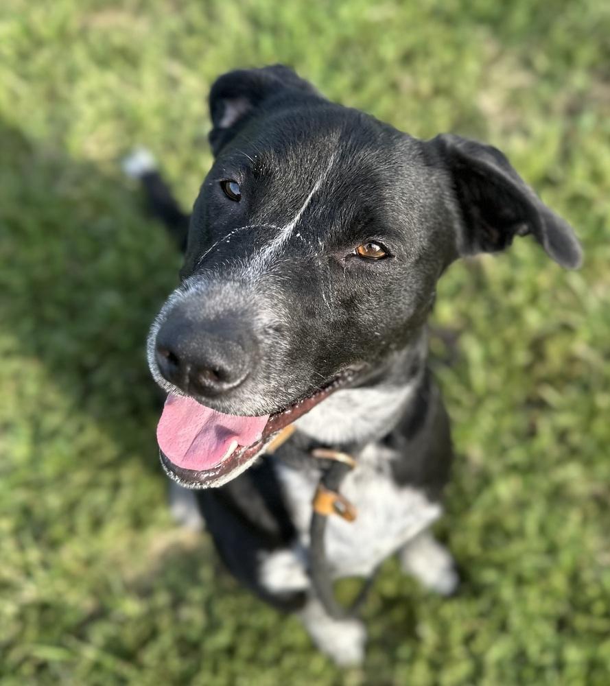 Clack, a Adoptable mixed breed in Evansville, IN image 4/6