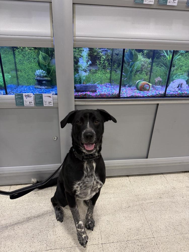 Clack, a Adoptable mixed breed in Evansville, IN image 5/6