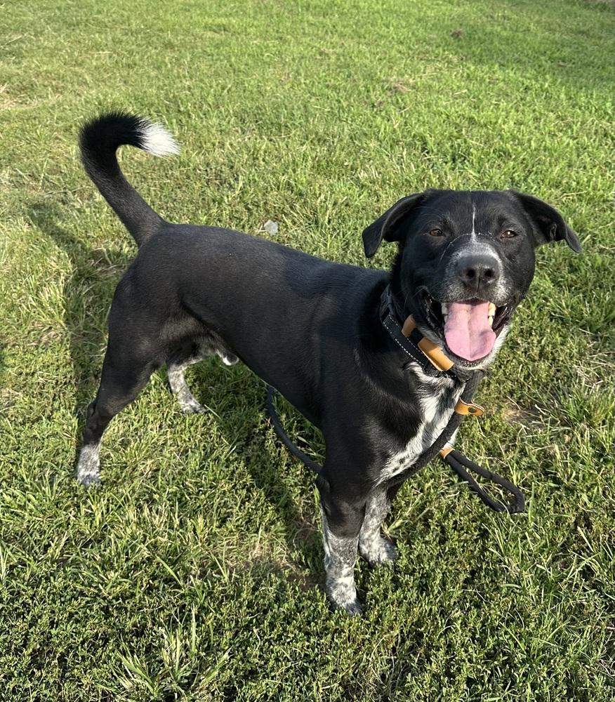 Clack, a Adoptable mixed breed in Evansville, IN image 6/6