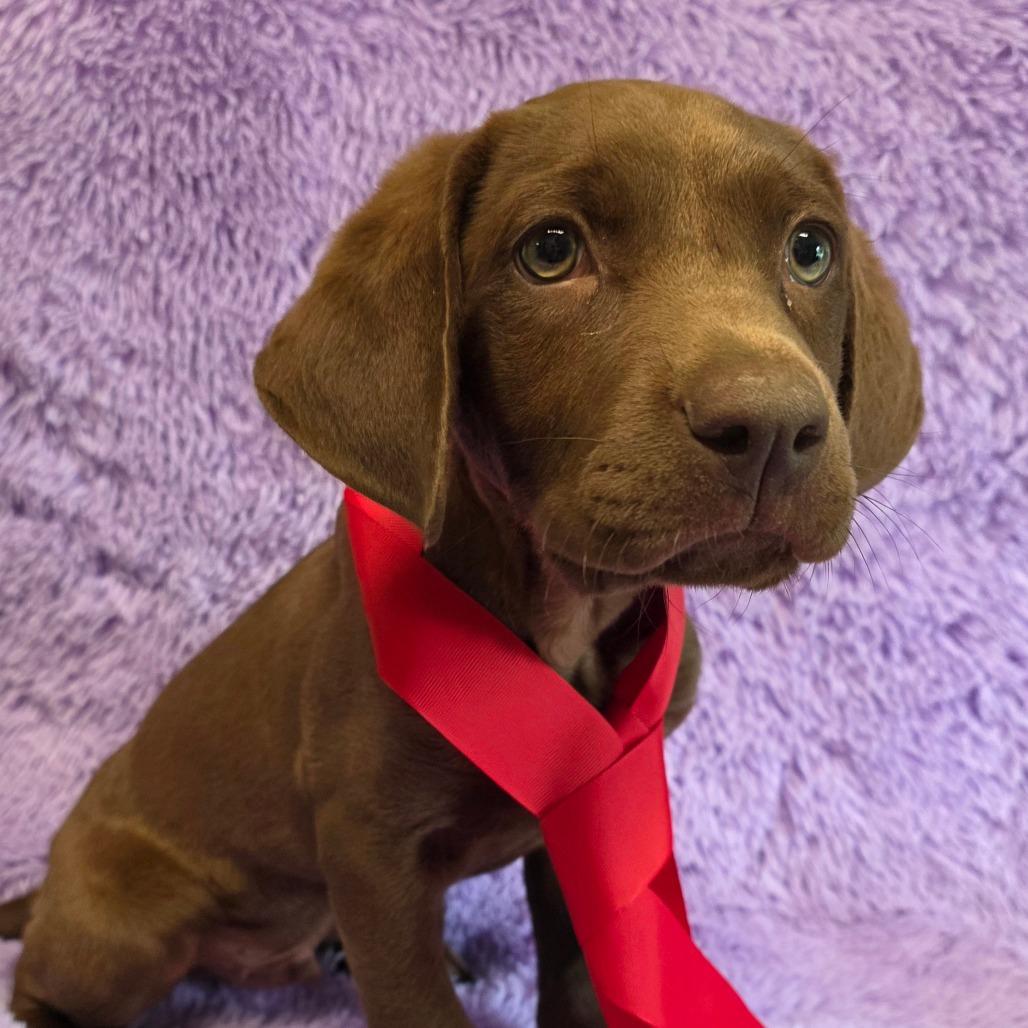 Winston, adopted, Puppy Male Chocolate Labrador Retriever.