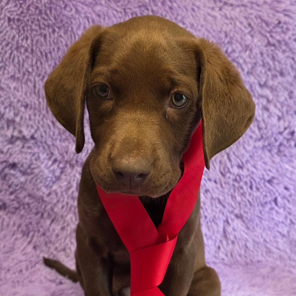 Enlarge Winston, an adopted Chocolate Labrador Retriever in Allentown , PA image 2/3