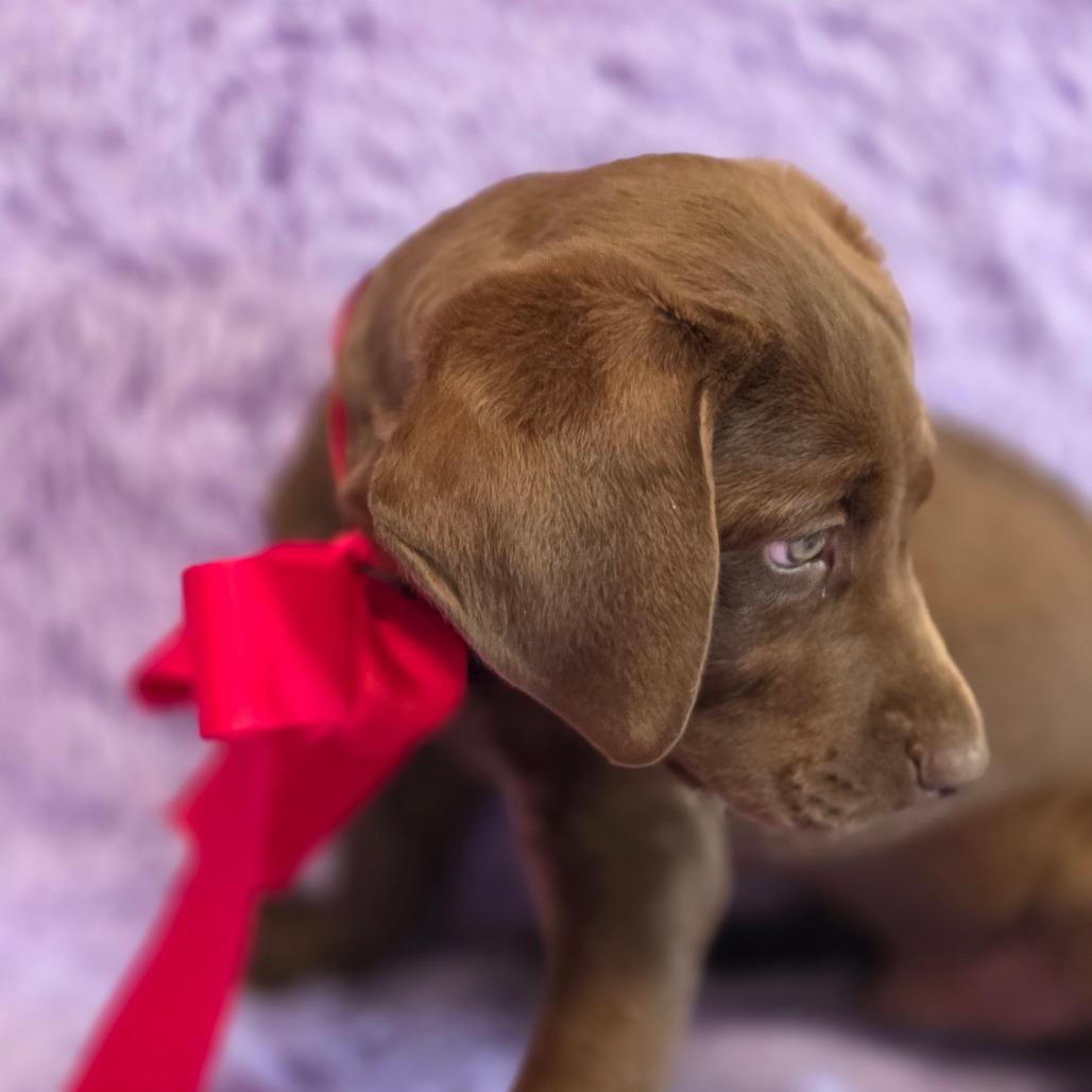 Enlarge Winston, an adopted Chocolate Labrador Retriever in Allentown , PA image 3/3