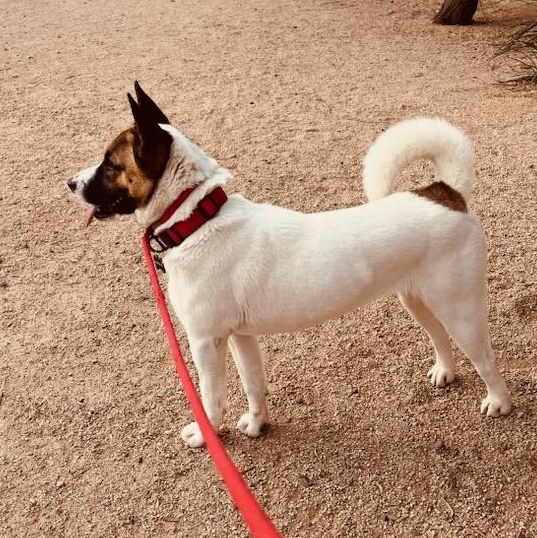 Sprinkles, a Adopted mixed breed in Phoenix, AZ image 5/6