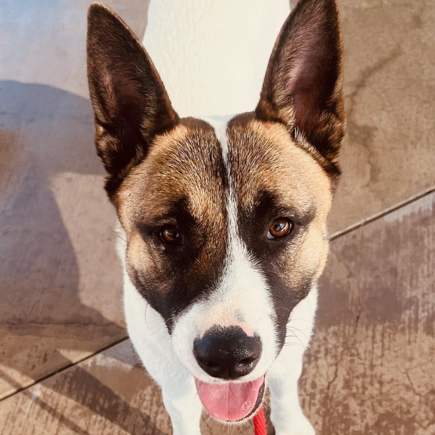 Sprinkles, a Adopted mixed breed in Phoenix, AZ image 4/6