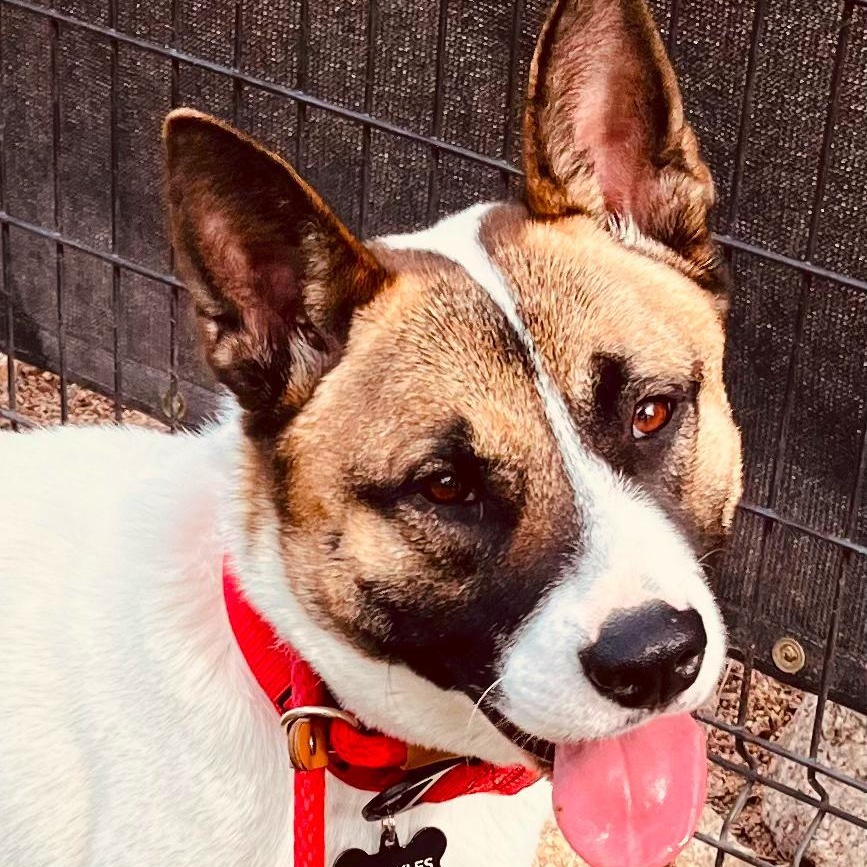 Sprinkles, Adopted, Young Female Akita.