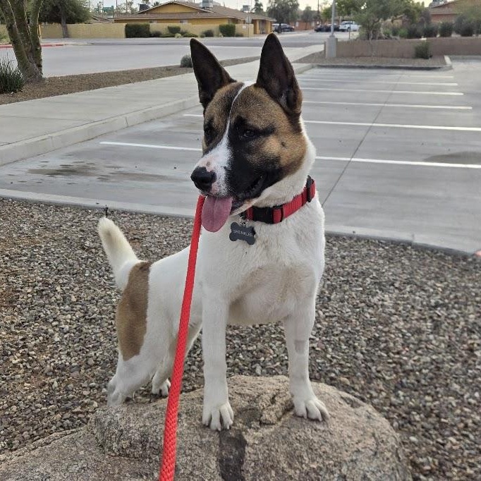 Sprinkles, a Adopted mixed breed in Phoenix, AZ image 2/6