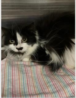 Enlarge Josie, a ADOPTABLE Domestic Medium Hair in Ashland, VA image 1/2