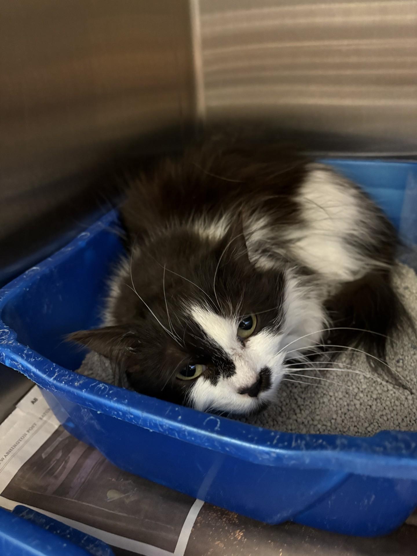 Enlarge Josie, a ADOPTABLE Domestic Medium Hair in Ashland, VA image 2/2