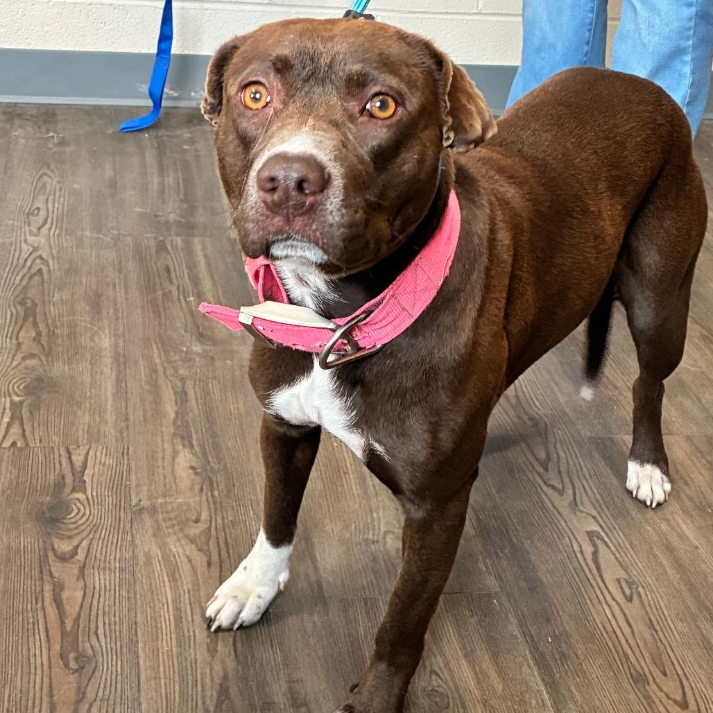Enlarge Zucchini, a Adoptable Mixed Breed in Danville, KY image 1/1
