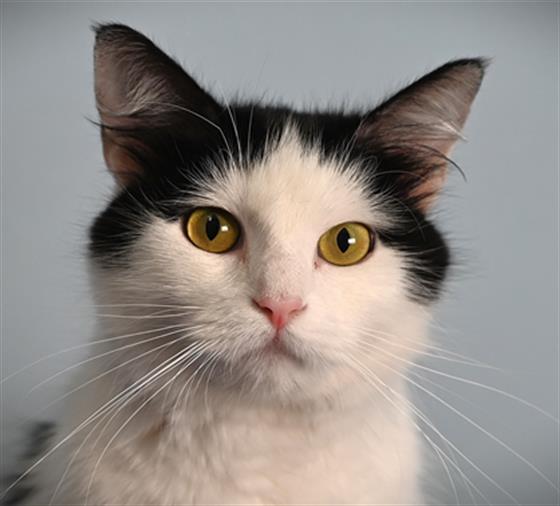 DIBS, Adoptable, Adult Female Domestic Medium Hair.