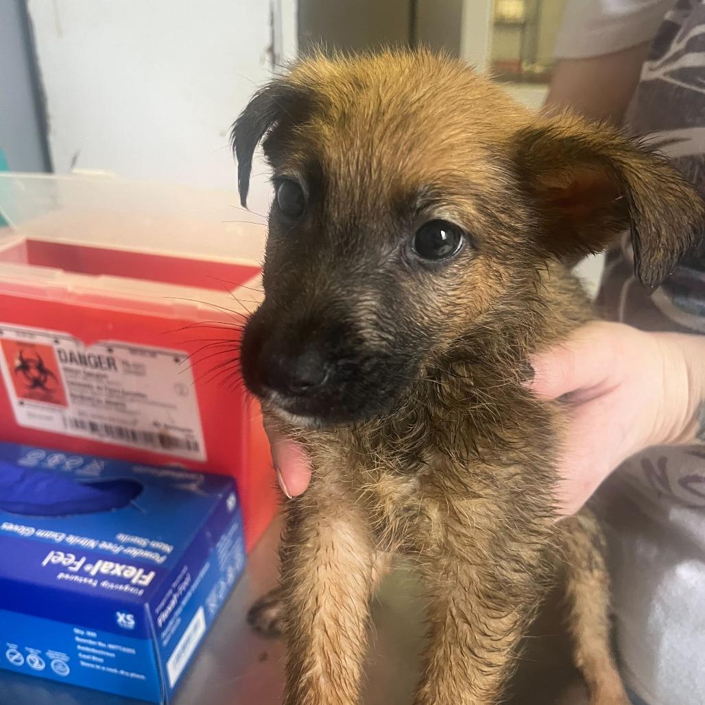 Enlarge Elliott, a Adoptable Mixed Breed in Oak Hill, WV image 1/1