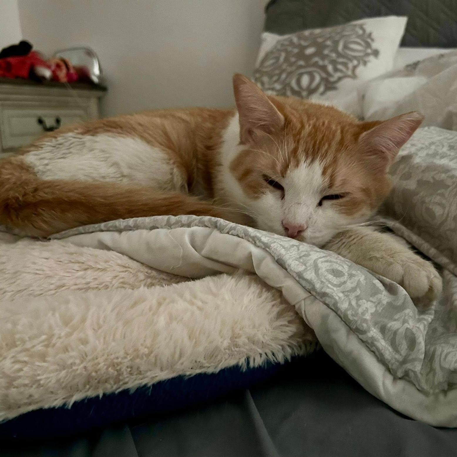 Enlarge Sally (Bonded with Gillie) , a ADOPTABLE Domestic Short Hair in Queen Creek, AZ image 3/4