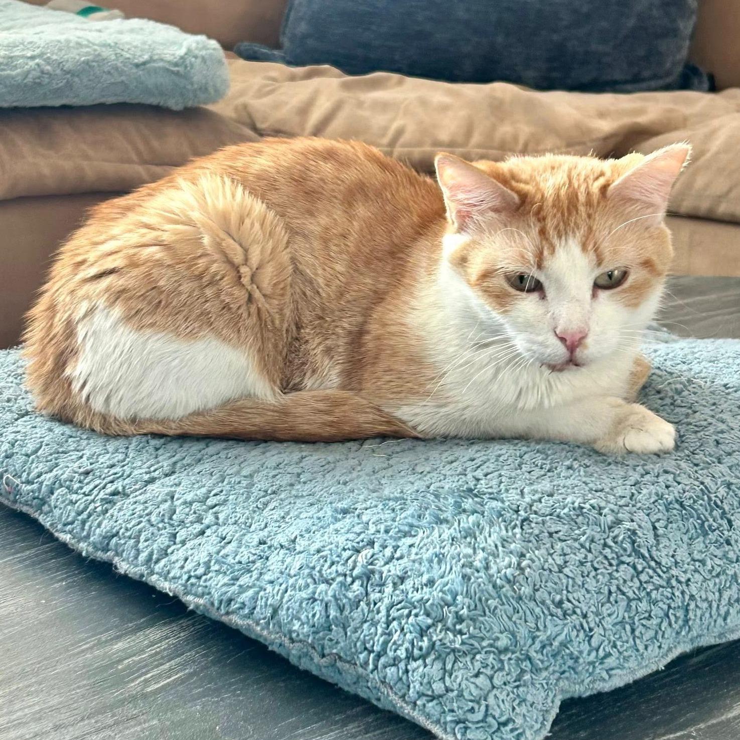 Sally (Bonded with Gillie) , ADOPTABLE, Adult Female Domestic Short Hair.