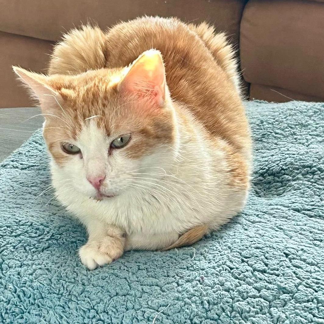 Enlarge Sally (Bonded with Gillie) , a ADOPTABLE Domestic Short Hair in Queen Creek, AZ image 2/4