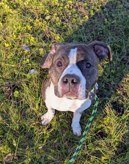 Boyd, Adoptable, Adult Male Pit Bull Terrier & Mixed Breed.
