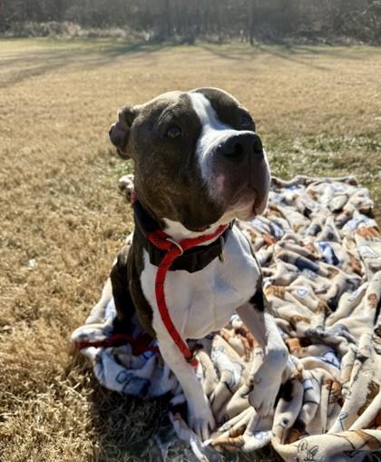 Enlarge Boyd, a Adoptable mixed breed in Independence, MO image 1/3