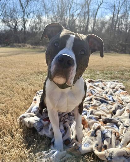 Enlarge Boyd, a Adoptable mixed breed in Independence, MO image 2/3