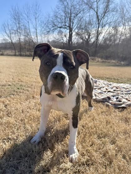 Enlarge Boyd, a Adoptable mixed breed in Independence, MO image 3/3