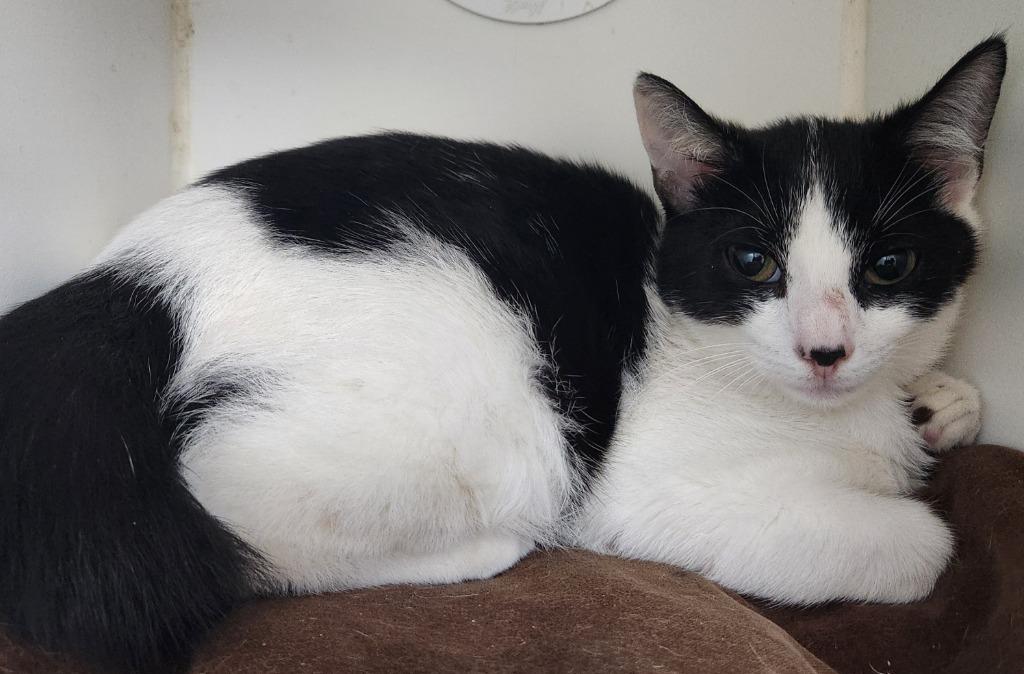 Lily, Adoptable, Young Female Domestic Short Hair.