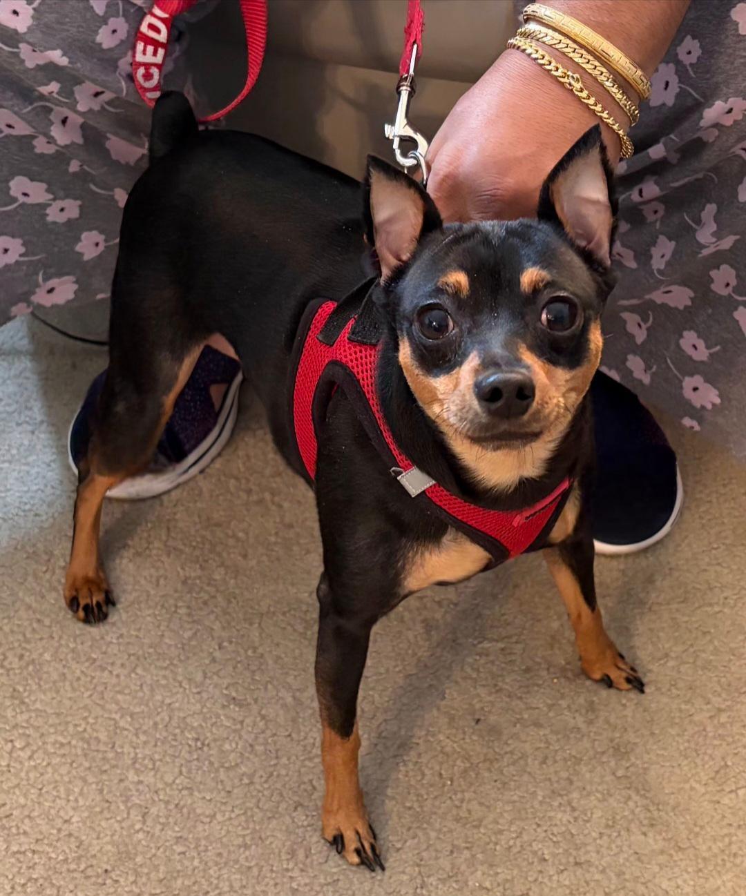 Prince, ADOPTABLE, Adult Male Miniature Pinscher.